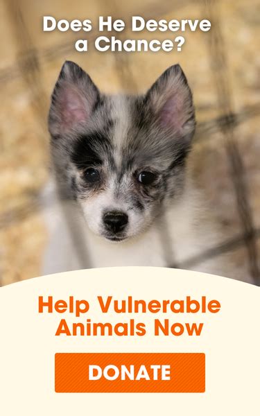 aspca headquarters|ASPCA Executive Leadership .